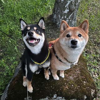 Telegram profile photo for ПоСобачимся?
