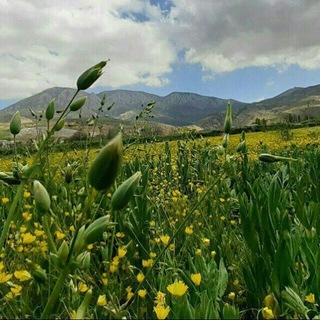 Telegram profile photo for کاشیدار _ چُنشک