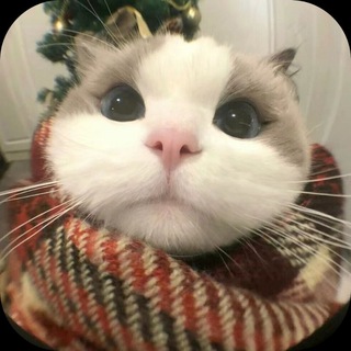 Telegram profile photo for 紫菜副频道