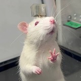 Telegram profile photo for Neiry Accelerator