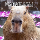 Telegram profile photo for House капибары