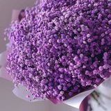 Telegram profile photo for تبلیغات ژیپسوفیلا