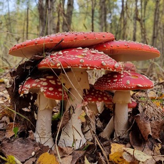 Telegram profile photo for Совиный Дол