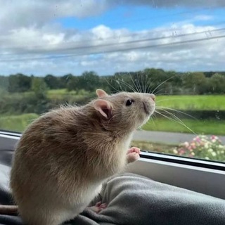 Telegram profile photo for rat rati rat ᘛ⁐̤ᕐᐷ