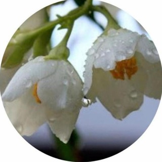 Telegram profile photo for Yasemin Gotovit