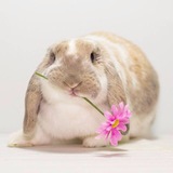 Telegram profile photo for Якролек