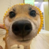 Telegram profile photo for $POCHITA Announcements