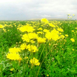 Telegram profile photo for کانال دهیاری رحیم خان