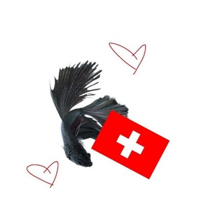 Telegram profile photo for 𝖲𝗐𝗂𝗌𝗌 𝖺𝗇𝖽 𝖱𝖺𝗂𝗇 || 𝖢𝖮𝖭𝖥𝖤𝖲𝖲𝖨𝖮𝖭 || #Культфанатовшэни