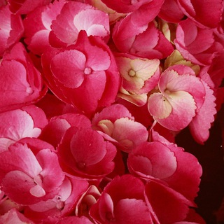 Telegram profile photo for Vetiver Flowers