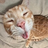 Telegram profile photo for 饼饼的卖饼日记