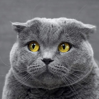 Telegram group profile photo for 蓝猫舍