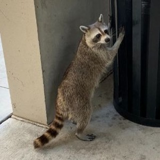Telegram profile photo for ROCKET RACCOON