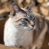 Telegram profile photo for Пёс да кот