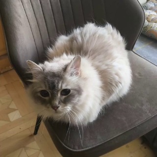 Telegram profile photo for Мамкин сибиряк :3