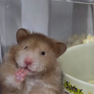 Telegram group profile photo for SG Rodents (Chinchilla, Hamsters, 🐰 Rats, Mice, Guinea Pigs & Gerbils)