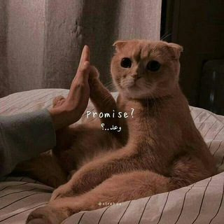 Telegram profile photo for ๐ฟ๐๐๐๐๐๐พ ๏ข.