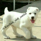 Telegram profile photo for ELON BERISH QONUN QOYDALARI
