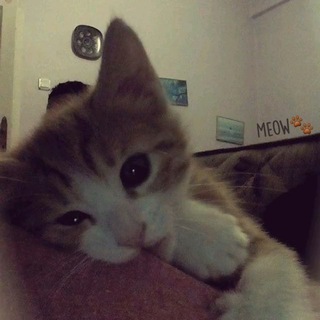 Telegram profile photo for Don’t tell my mom!Confession