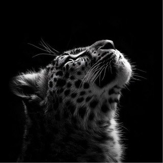 Telegram profile photo for divanails