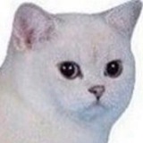 Telegram profile photo for Мда