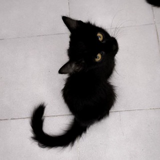 Telegram profile photo for котята Устанички