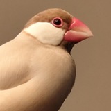 Telegram profile photo for Финик и Шафран | 文鳥 рисовая амадина