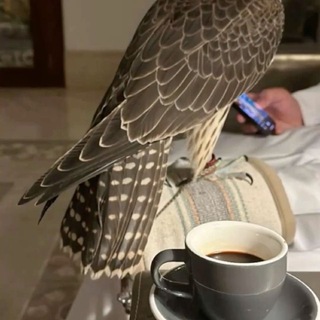 Telegram profile photo for à