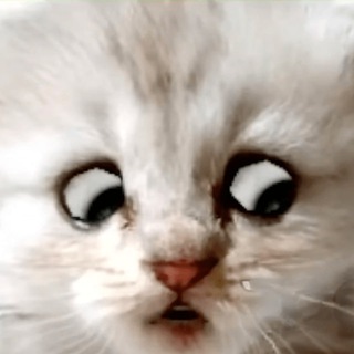Telegram profile photo for ZUUM CAT