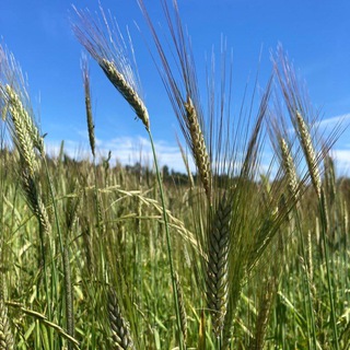 Telegram profile photo for Landwirtschaftsamt Telegram-Service