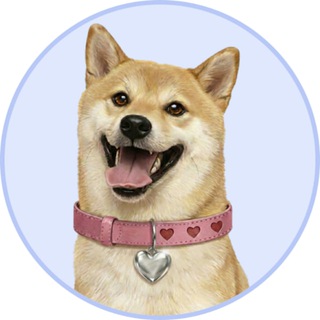 Telegram profile photo for DogeGF Official