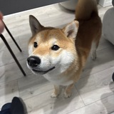 Telegram profile photo for Кошки соьаки инста