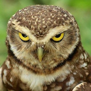 Telegram profile photo for Русский Сыч