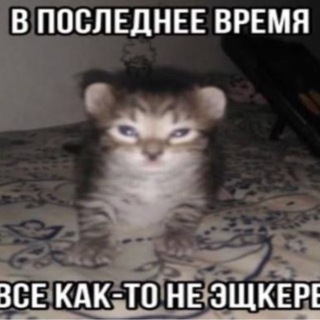 Telegram profile photo for дикие беляши сегодня