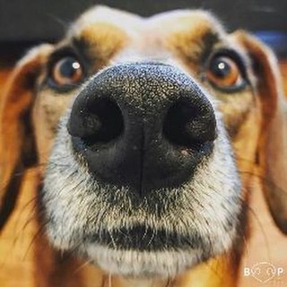 Telegram profile photo for DOG56TV