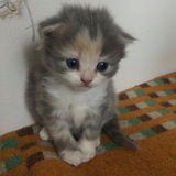 Telegram profile photo for вдох выдох сдох