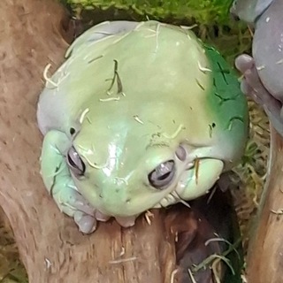 Telegram profile photo for sto1cx🐸