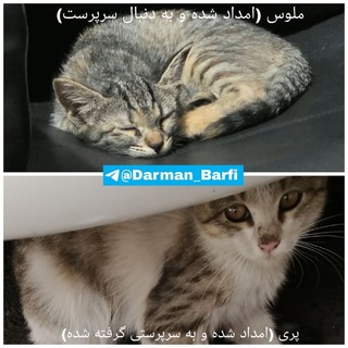 Telegram profile photo for امداد پری (برفی) و ملوس🤍