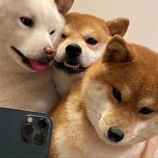 Telegram profile photo for 🎉查理的招聘频道🎉