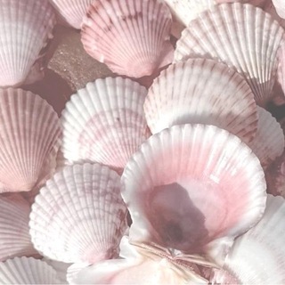 Telegram profile photo for 𝚙𝚒𝚗𝚔 𝚜𝚑𝚎𝚕𝚕🐚