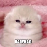Telegram profile photo for ночные стулья