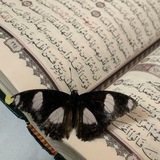 Telegram profile photo for ࢪاحِـلـه -