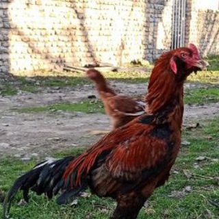 Telegram profile photo for Eng.golcheshmeh
