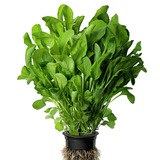 Telegram profile photo for Rucola Price