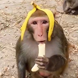 Telegram profile photo for Monkey flow 💵