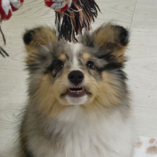 Telegram profile photo for Лапы дома 🐾