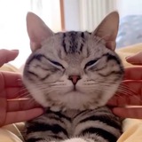 Telegram profile photo for шерстяные валенки
