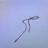 Telegram profile photo for Ciencia al carrer