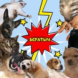 Telegram profile photo for ВСРАТЫЧ