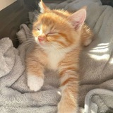 Telegram profile photo for Котеночные отзывы "Рыжий кот"